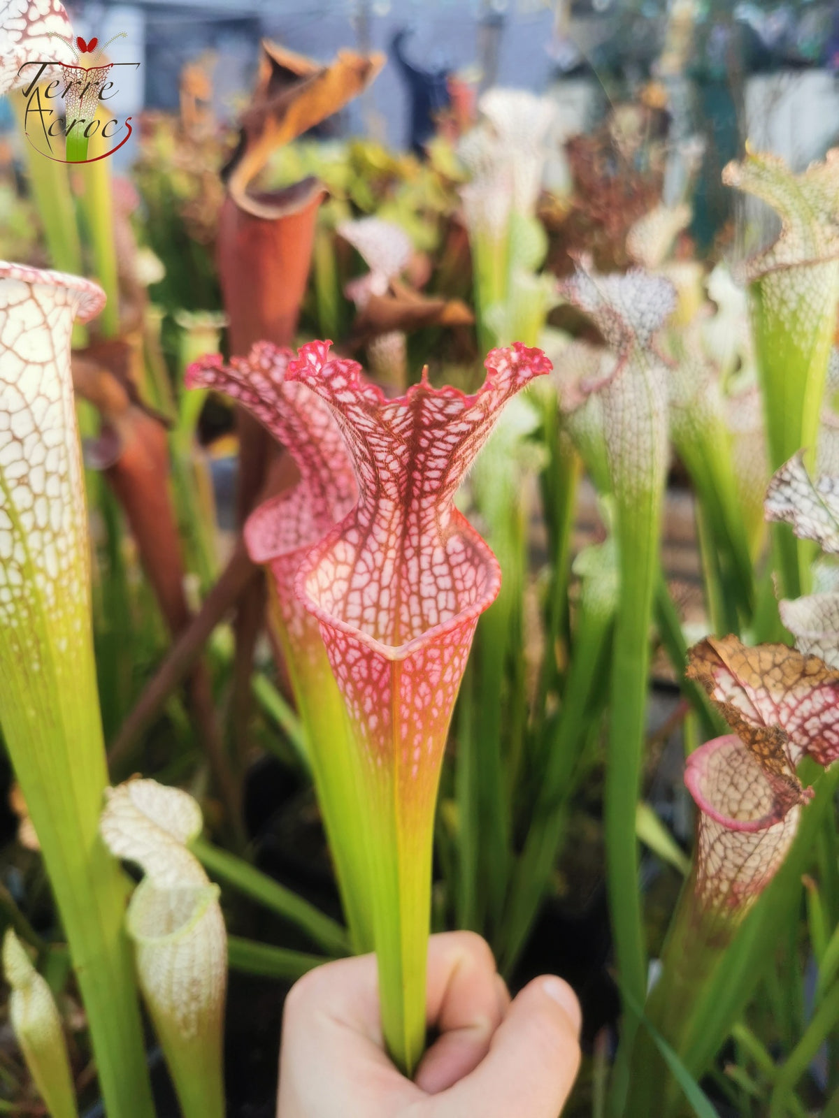 SL07 Sarracenia leucophylla – "Pink Sheet"
