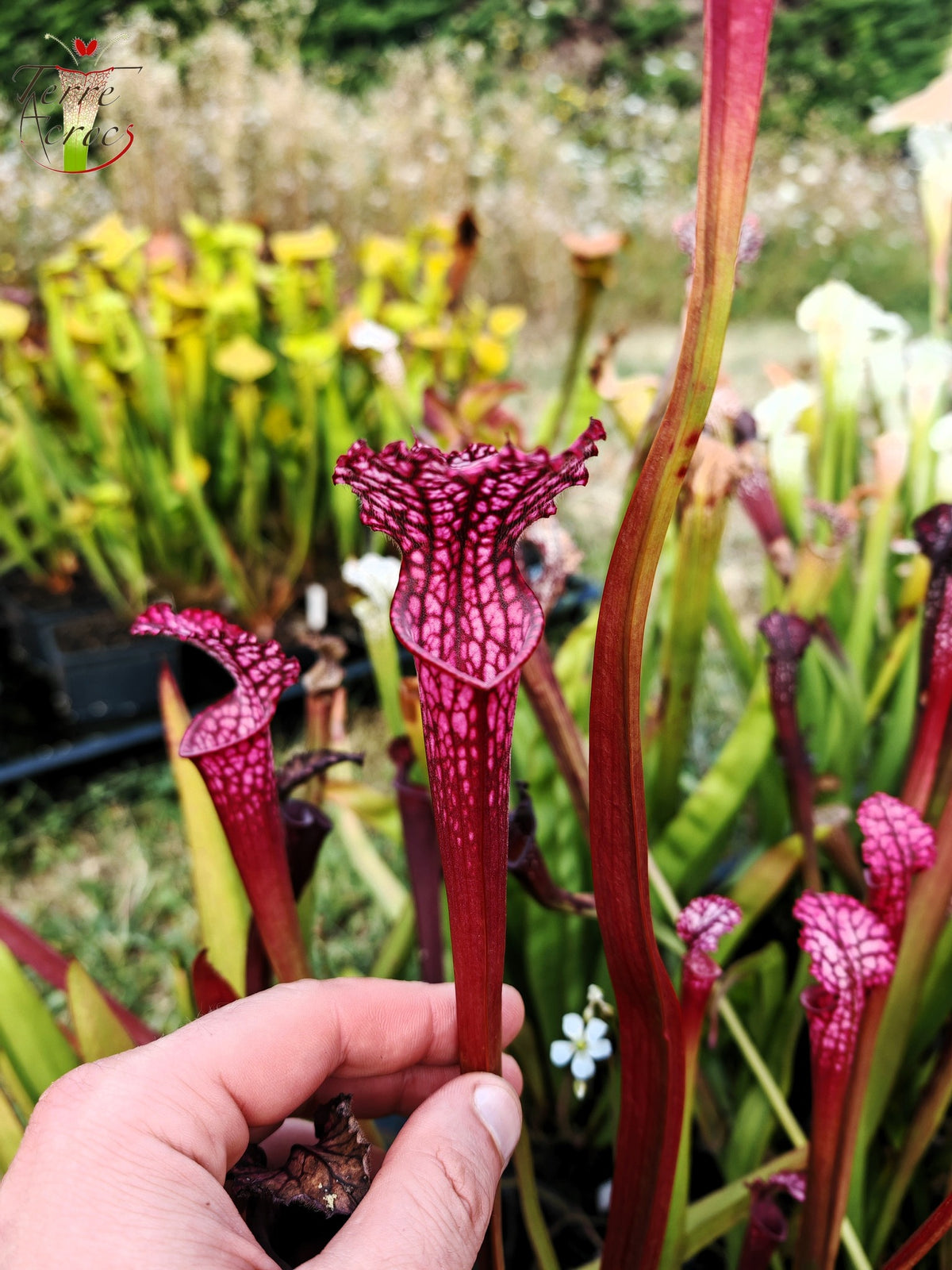 SL07 Sarracenia leucophylla – "Pink Sheet"