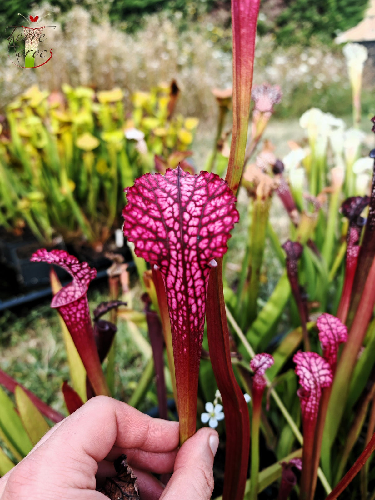 SL07 Sarracenia leucophylla – "Pink Sheet"