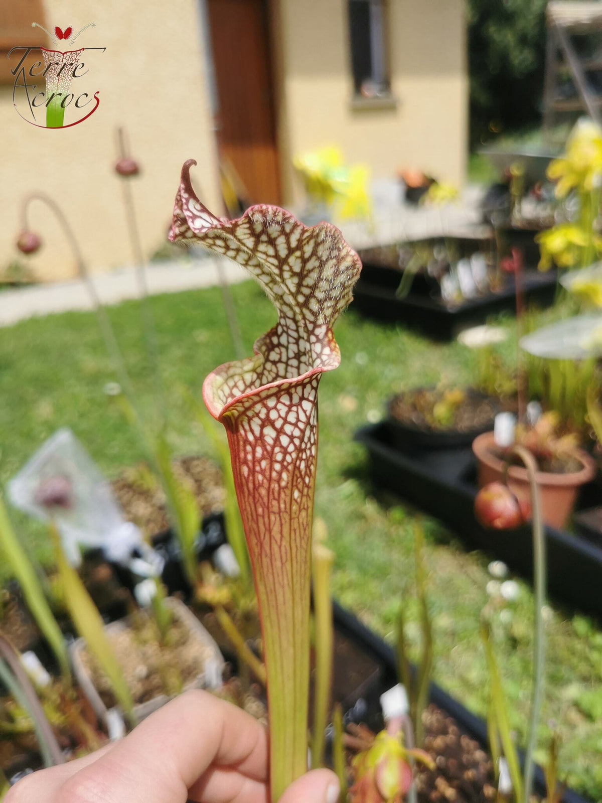 SL08 Sarracenia leucophylla -- "Helmut's Delight" (L81, MK)