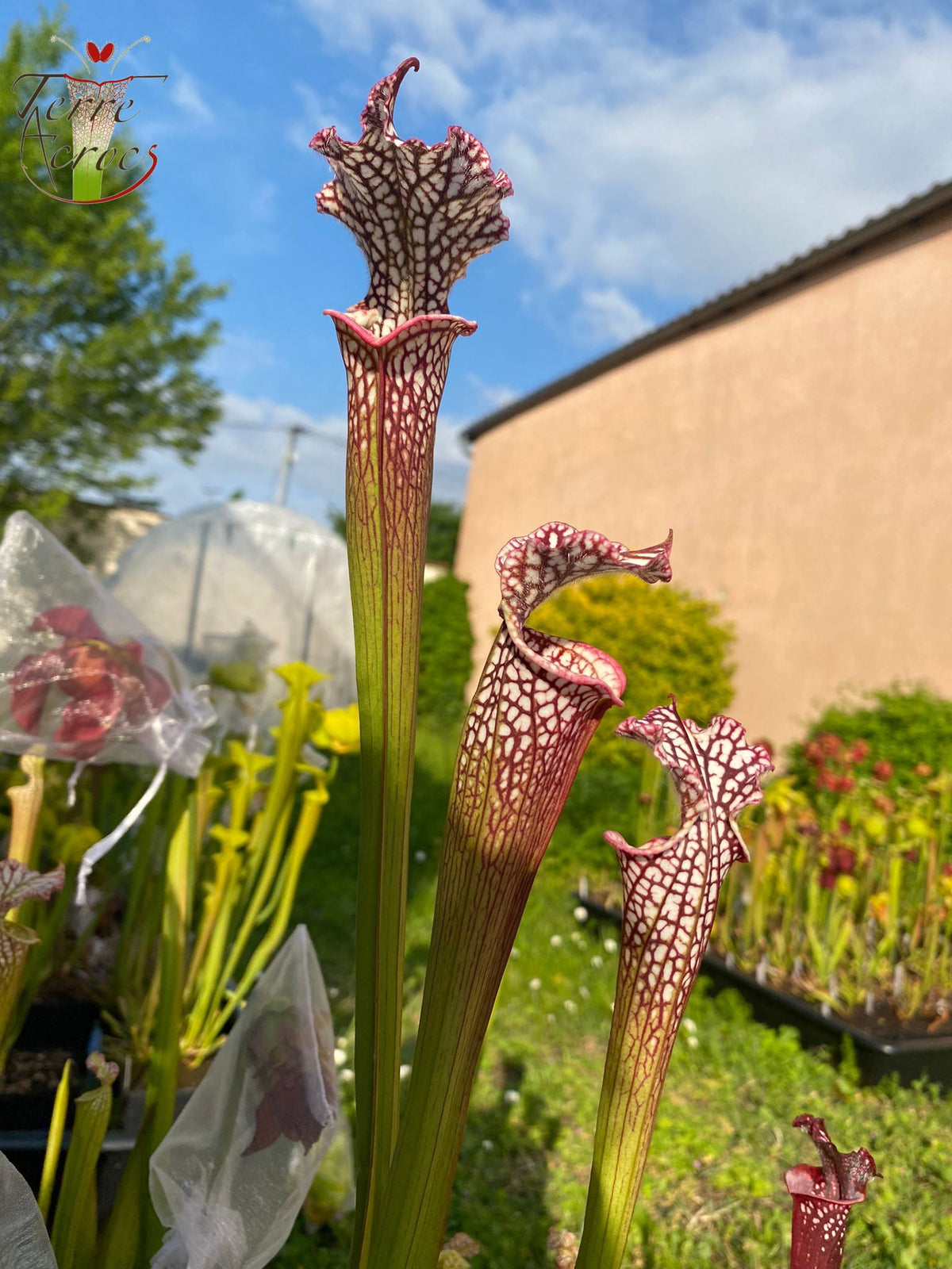 SL08 Sarracenia leucophylla -- "Helmut's Delight" (L81, MK)