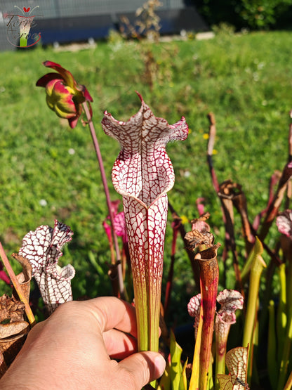 SL08 Sarracenia leucophylla -- "Helmut's Delight" (L81, MK)