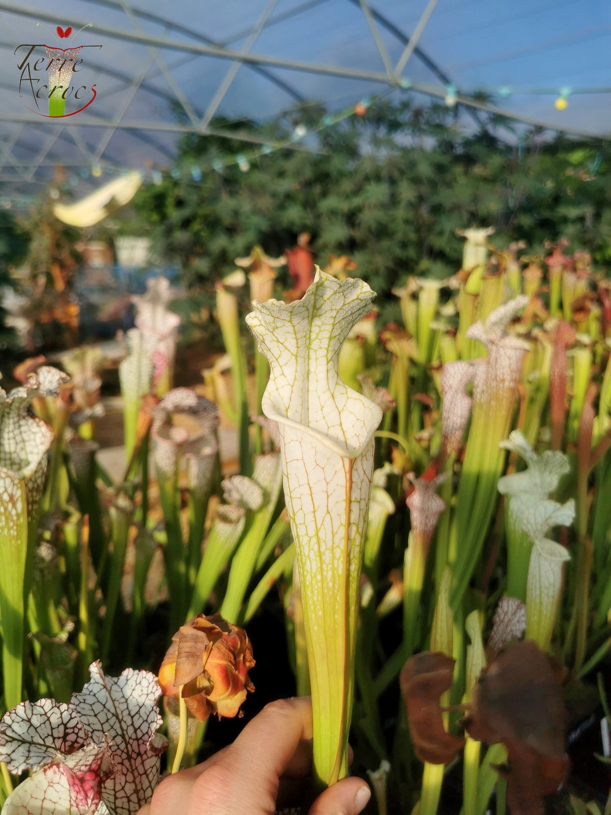 SL10 Sarracenia leucophylla –  Perdido, Al. Green & White Top, W,(L45, MK)