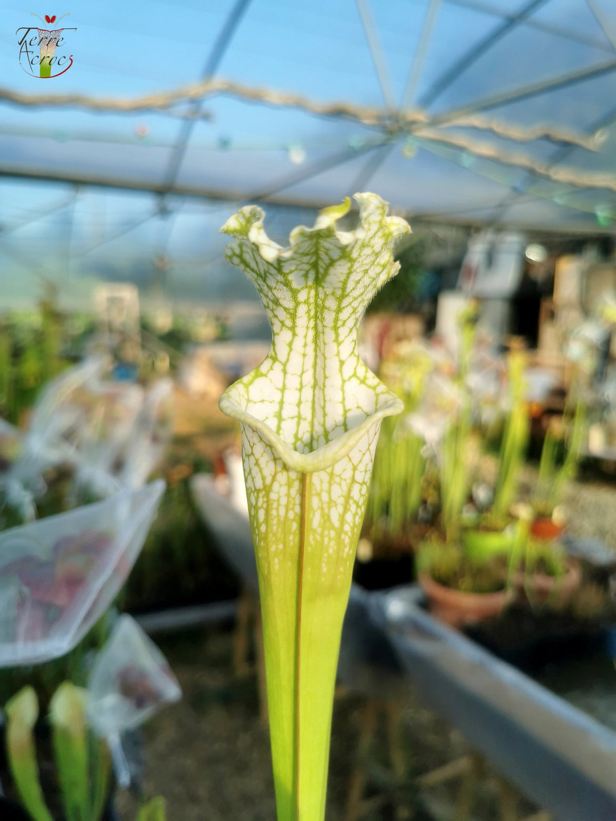 SL10 Sarracenia leucophylla –  Perdido, Al. Green & White Top, W,(L45, MK)