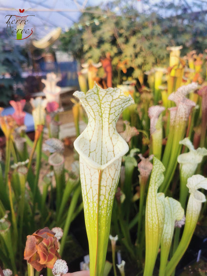 SL10 Sarracenia leucophylla –  Perdido, Al. Green & White Top, W,(L45, MK)