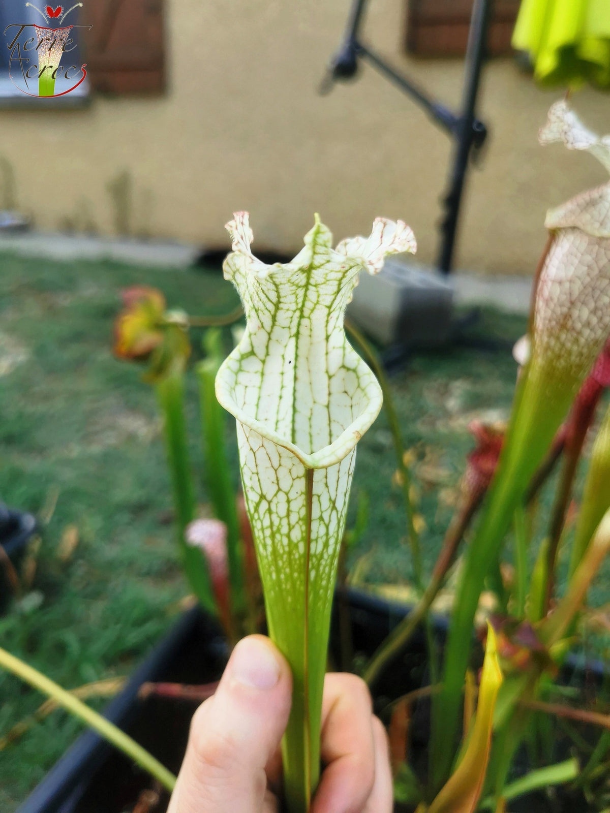SL10 Sarracenia leucophylla –  Perdido, Al. Green & White Top, W,(L45, MK)