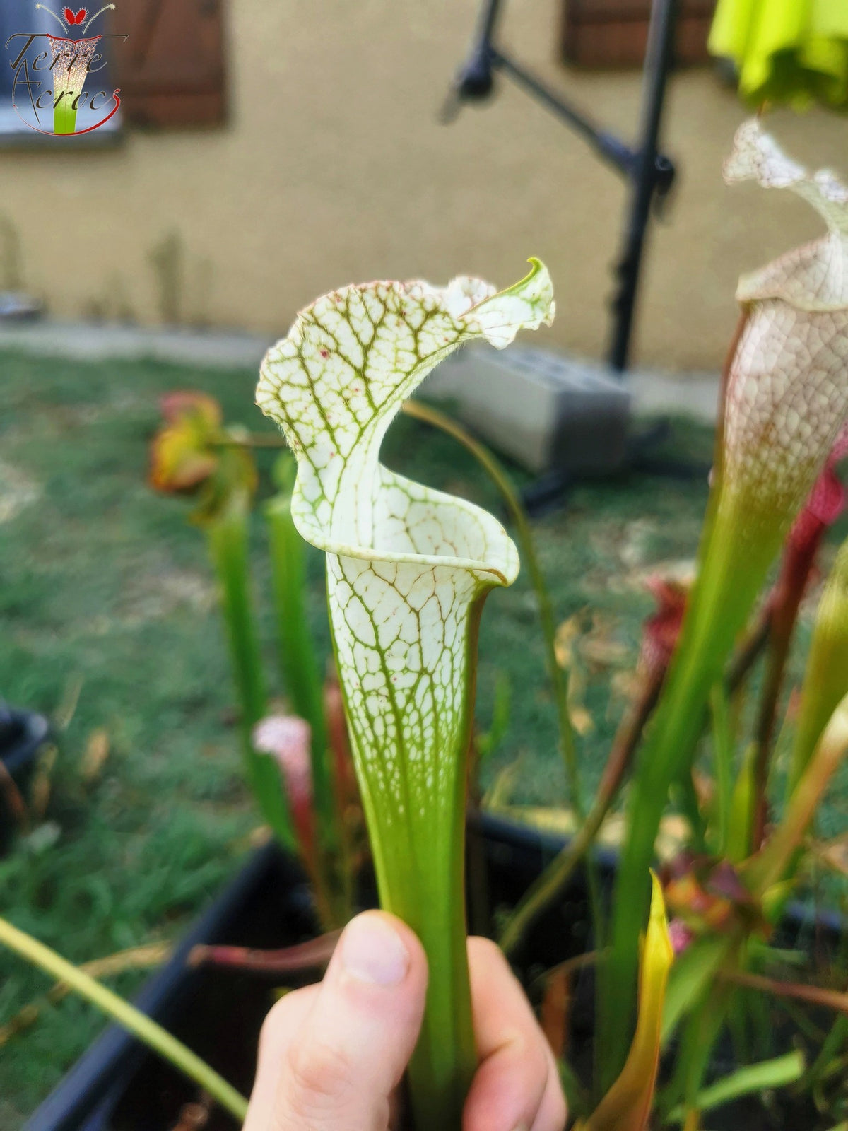 SL10 Sarracenia leucophylla –  Perdido, Al. Green & White Top, W,(L45, MK)
