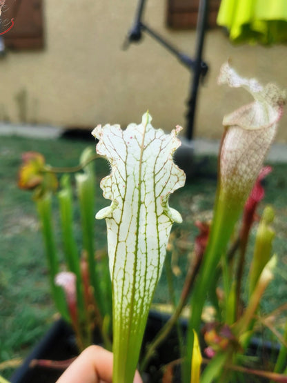 SL10 Sarracenia leucophylla –  Perdido, Al. Green & White Top, W,(L45, MK)