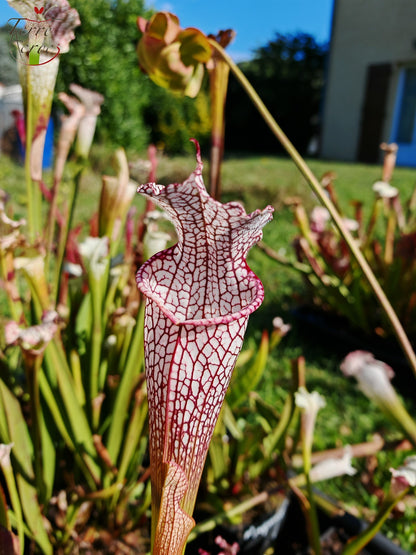 Sarracenia 2025 Samen (SL11 x OP)