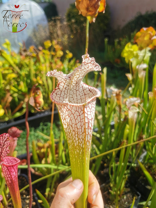 Graines Sarracenia 2025 (SL11 x OP)