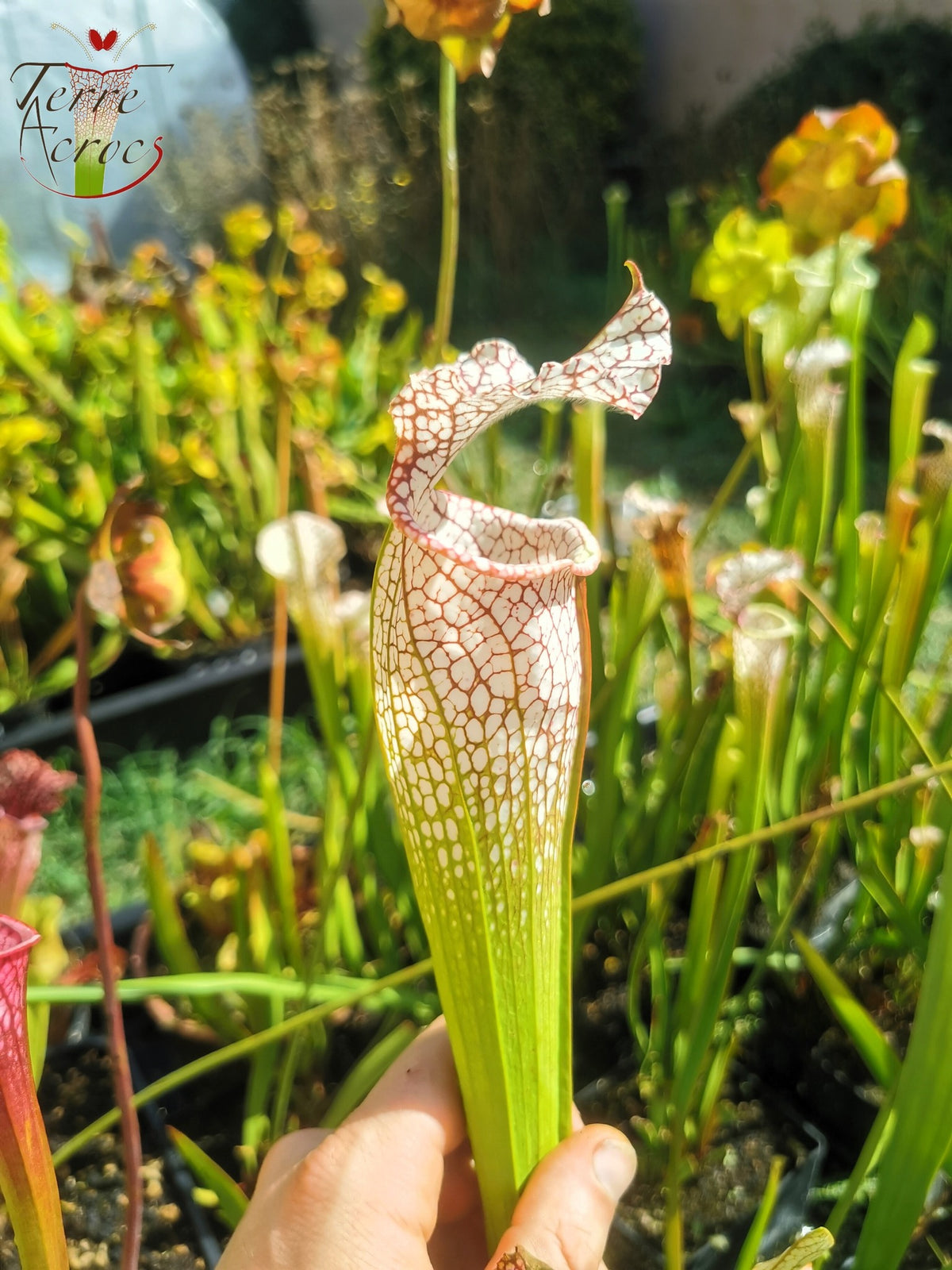 Sarracenia 2025 Samen (SL11 x OP)