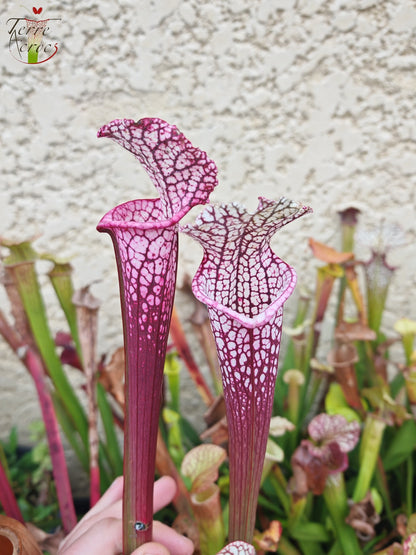 SL14 Sarracenia leucophylla -- (burgundy) Dark Pink Lip