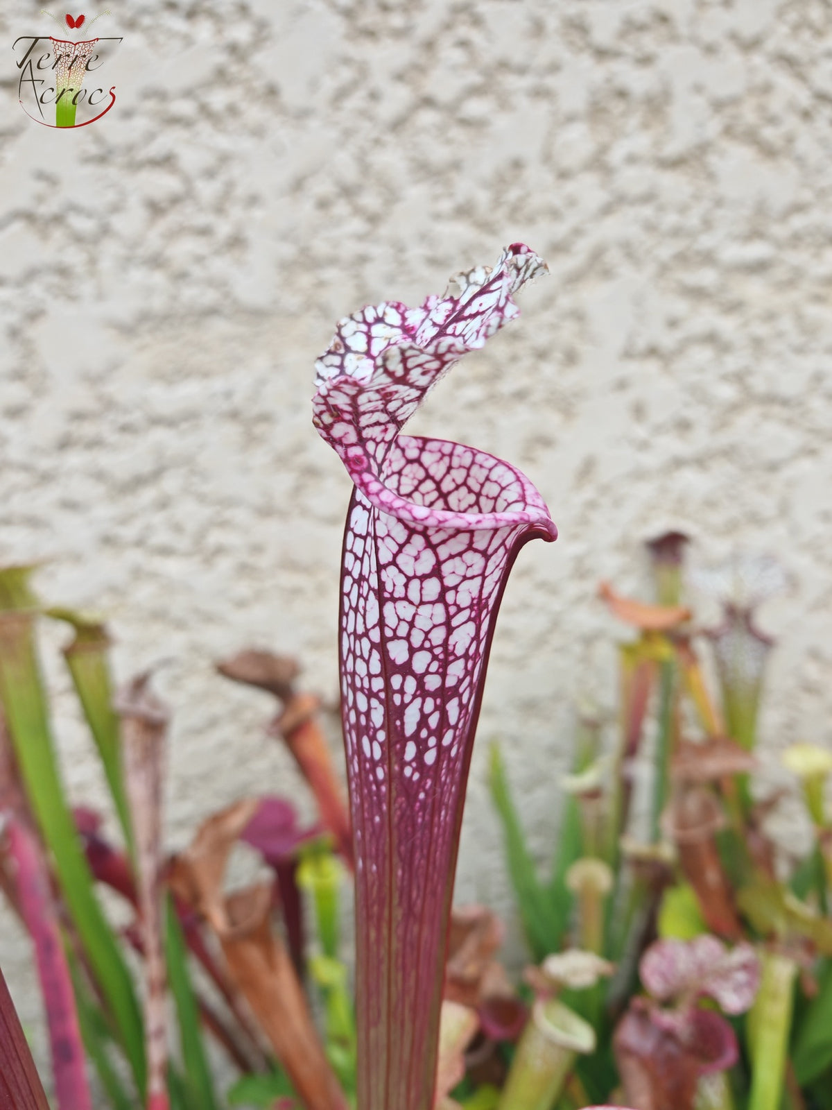 SL14 Sarracenia leucophylla -- (burgundy) Dark Pink Lip