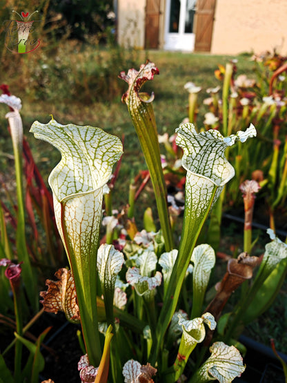 SL15 Sarracenia leucophylla -- ('Schnell's Ghost' x 'Hurricane Creek White' (clone f))