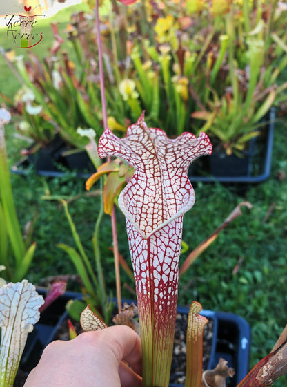SL16 Sarracenia leucophylla – Wilkerson Bog, Walton Co, FL (WS) (L104B, MK)