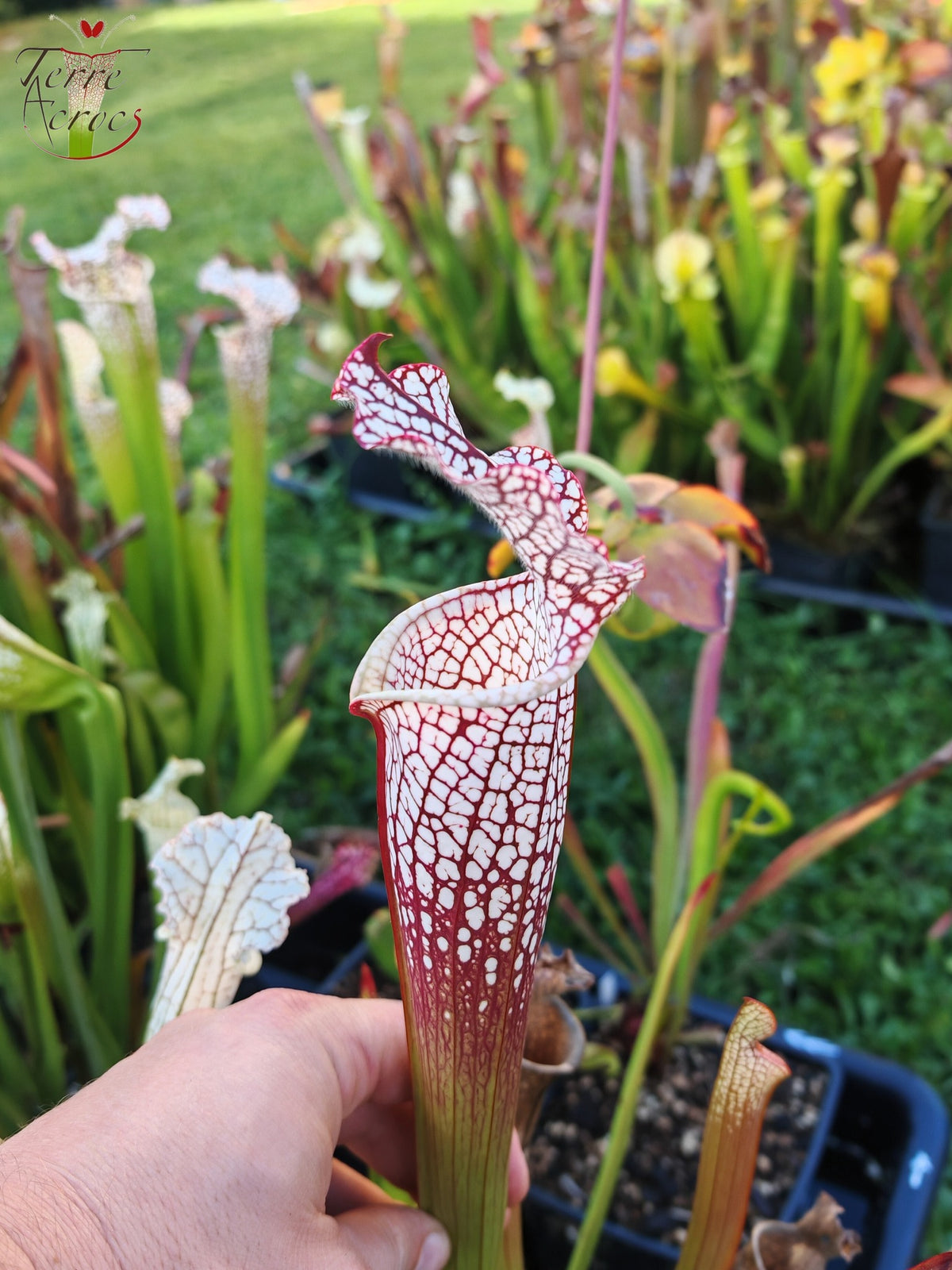 SL16 Sarracenia leucophylla – Wilkerson Bog, Walton Co, FL (WS) (L104B, MK)