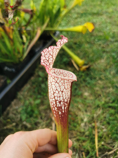 SL16 Sarracenia leucophylla – Wilkerson Bog, Walton Co, FL (WS) (L104B, MK)