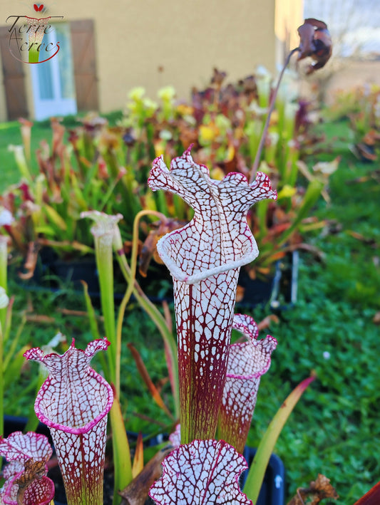SL16 Sarracenia leucophylla – Wilkerson Bog, Walton Co, FL (WS) (L104B, MK)