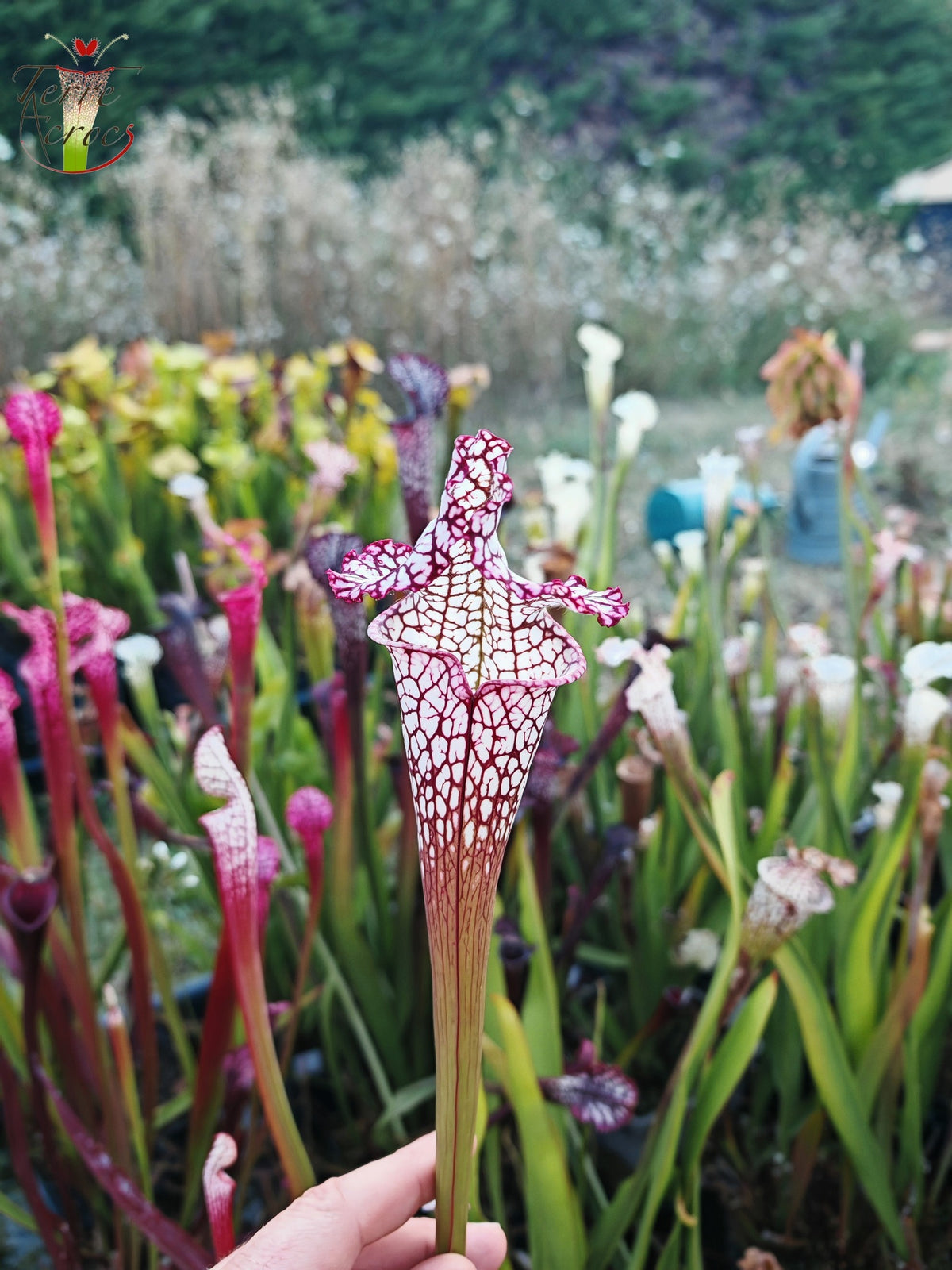 Sarracenia 2025 seeds (SL17 x OP)