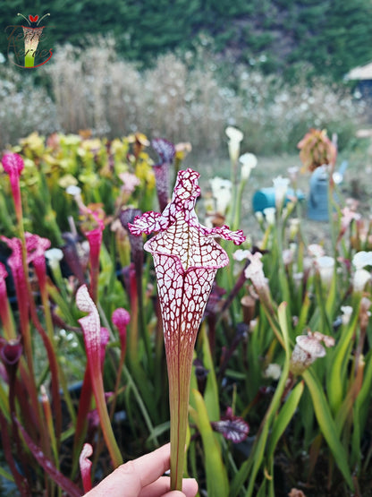 Sarracenia 2025 seeds (SL17 x OP)