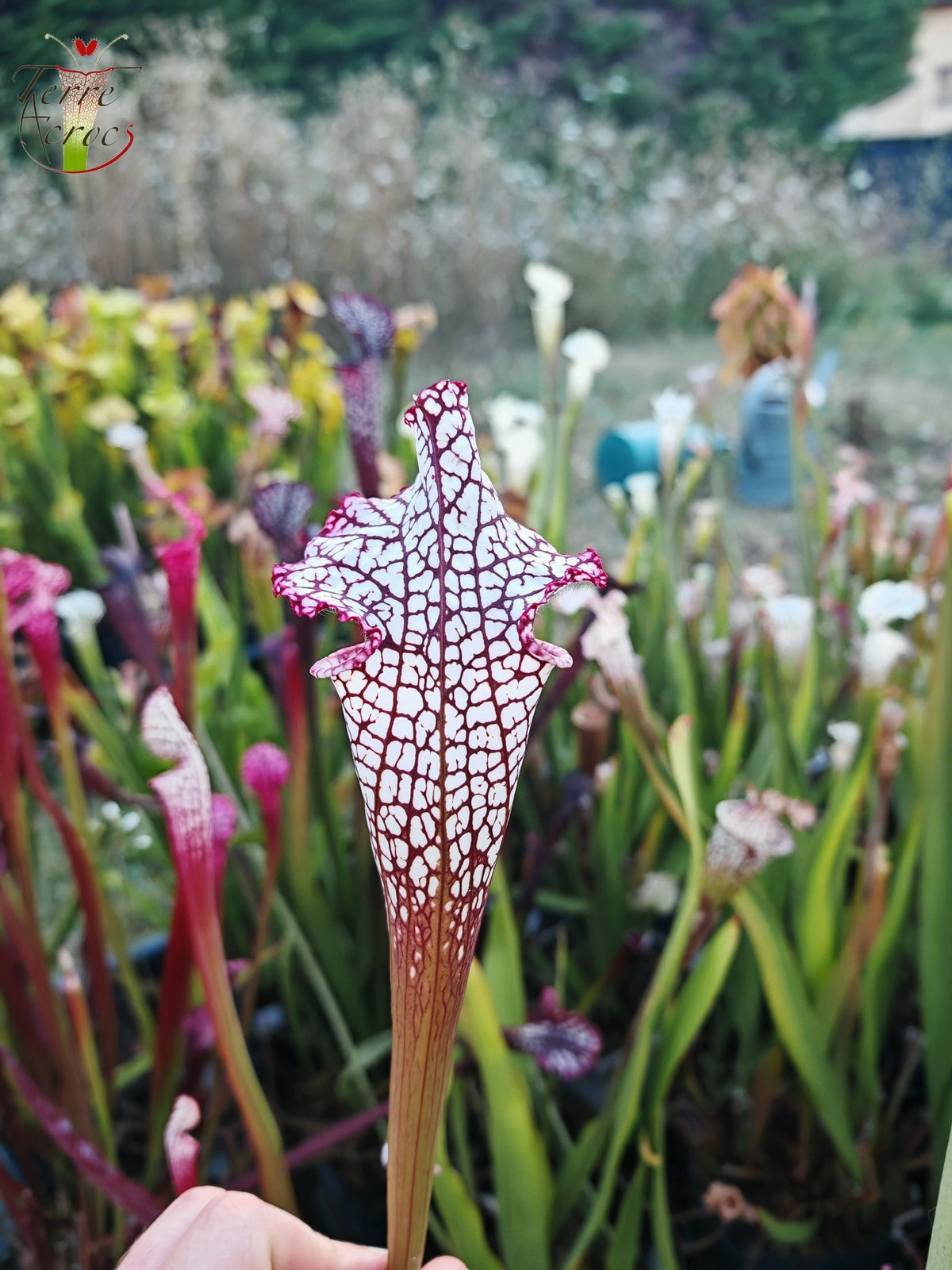 Sarracenia 2025 seeds (SL17 x OP)
