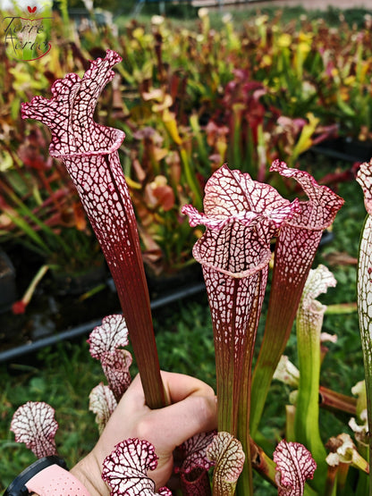 SL18 Sarracenia leucophylla -- (“Burgundy”-- Red & White, (Phil Sheridan)(L57, MK) x Splinter Hill, (WS), red selected plants (L38C (or L8)