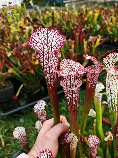 SL18 Sarracenia leucophylla -- (“Burgundy”-- Red & White, (Phil Sheridan)(L57, MK) x Splinter Hill, (WS), red selected plants (L38C (or L8)