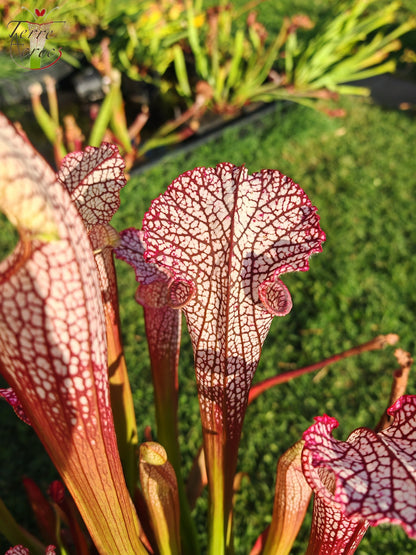 SL18 Sarracenia leucophylla -- (“Burgundy”-- Red & White, (Phil Sheridan)(L57, MK) x Splinter Hill, (WS), red selected plants (L38C (or L8)