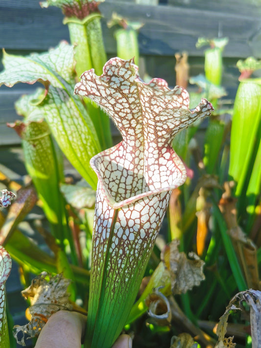 SL19 Sarracenia leucophylla --