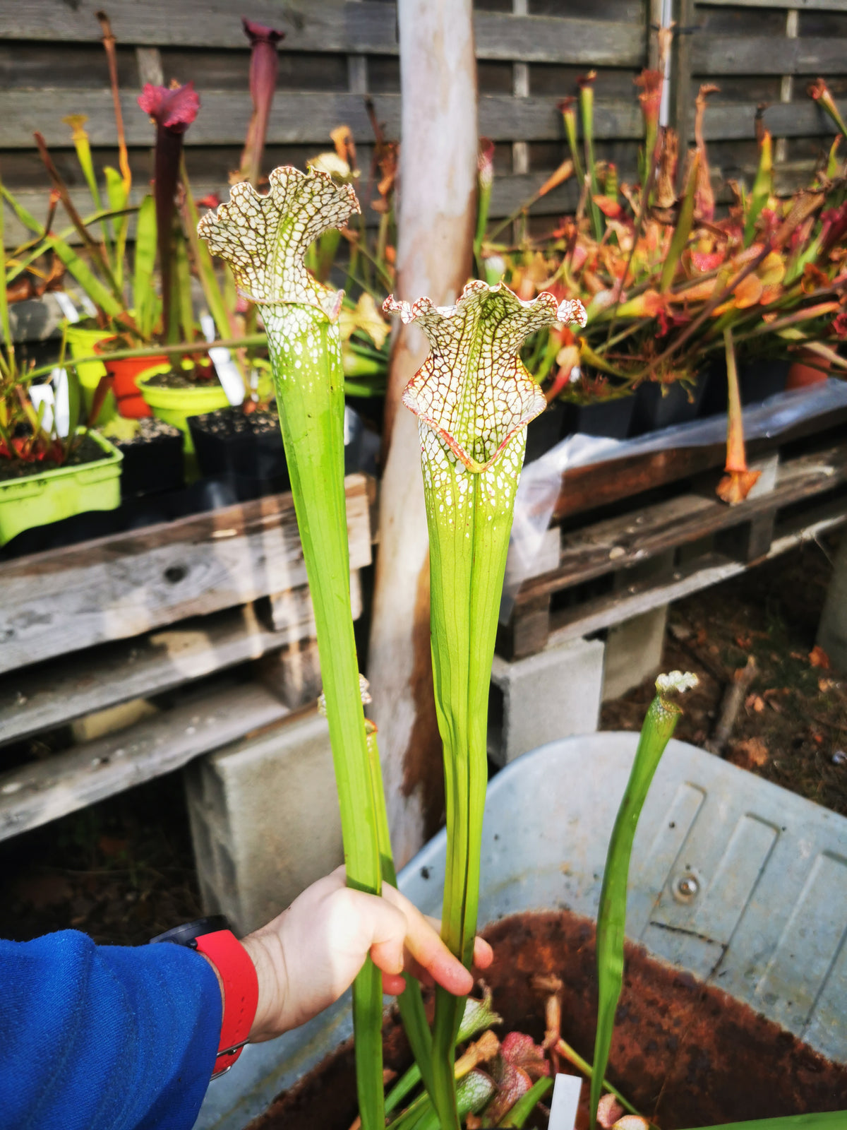 SL20 Sarracenia leucophylla -- “Rorqual”