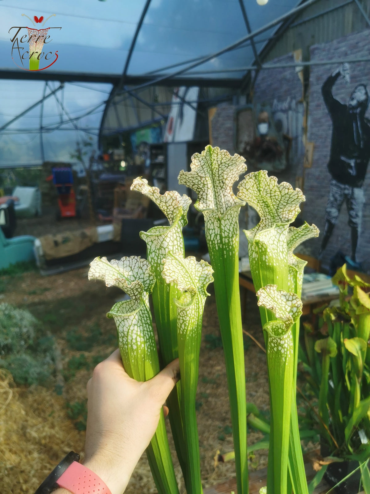 SL20 Sarracenia leucophylla -- “Rorqual”