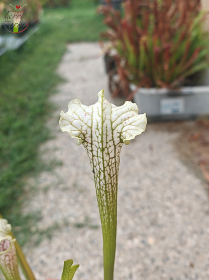 SL21 Sarracenia leucophylla -- Wavy lid, yellow flower.(PW)