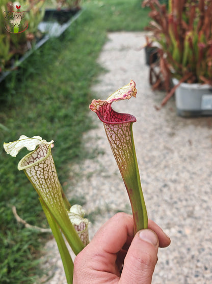 SL21 Sarracenia leucophylla -- Wavy lid, yellow flower.(PW)