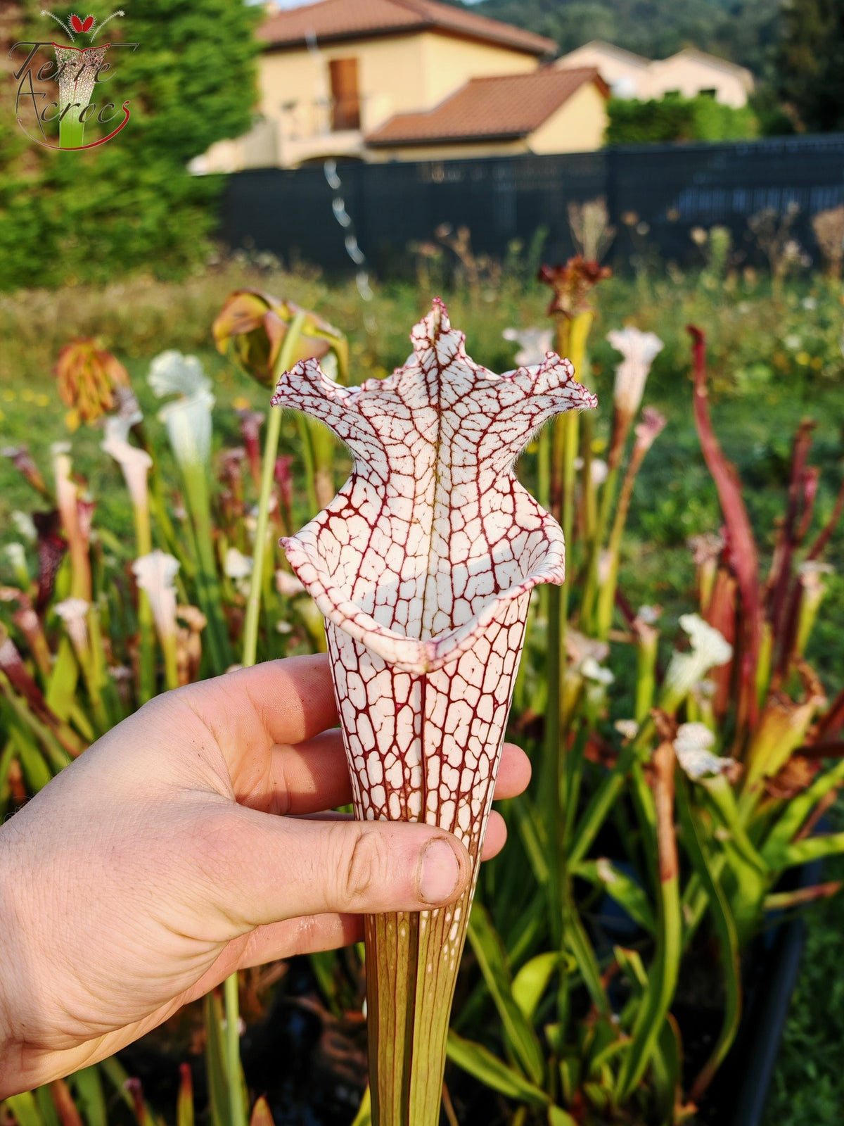Sarracenia 2025 seeds (SL22 x OP)