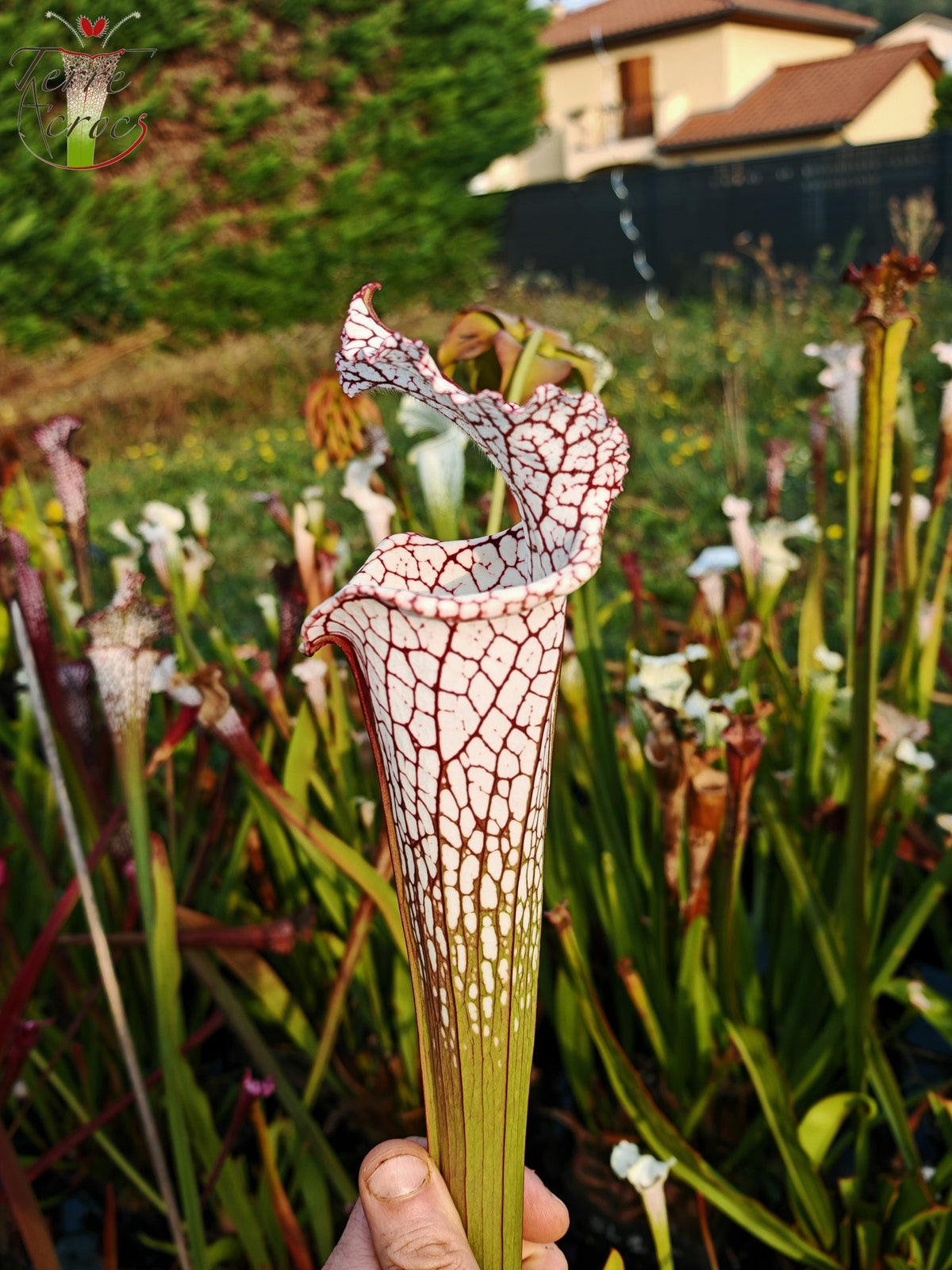 Sarracenia 2025 seeds (SL22 x OP)