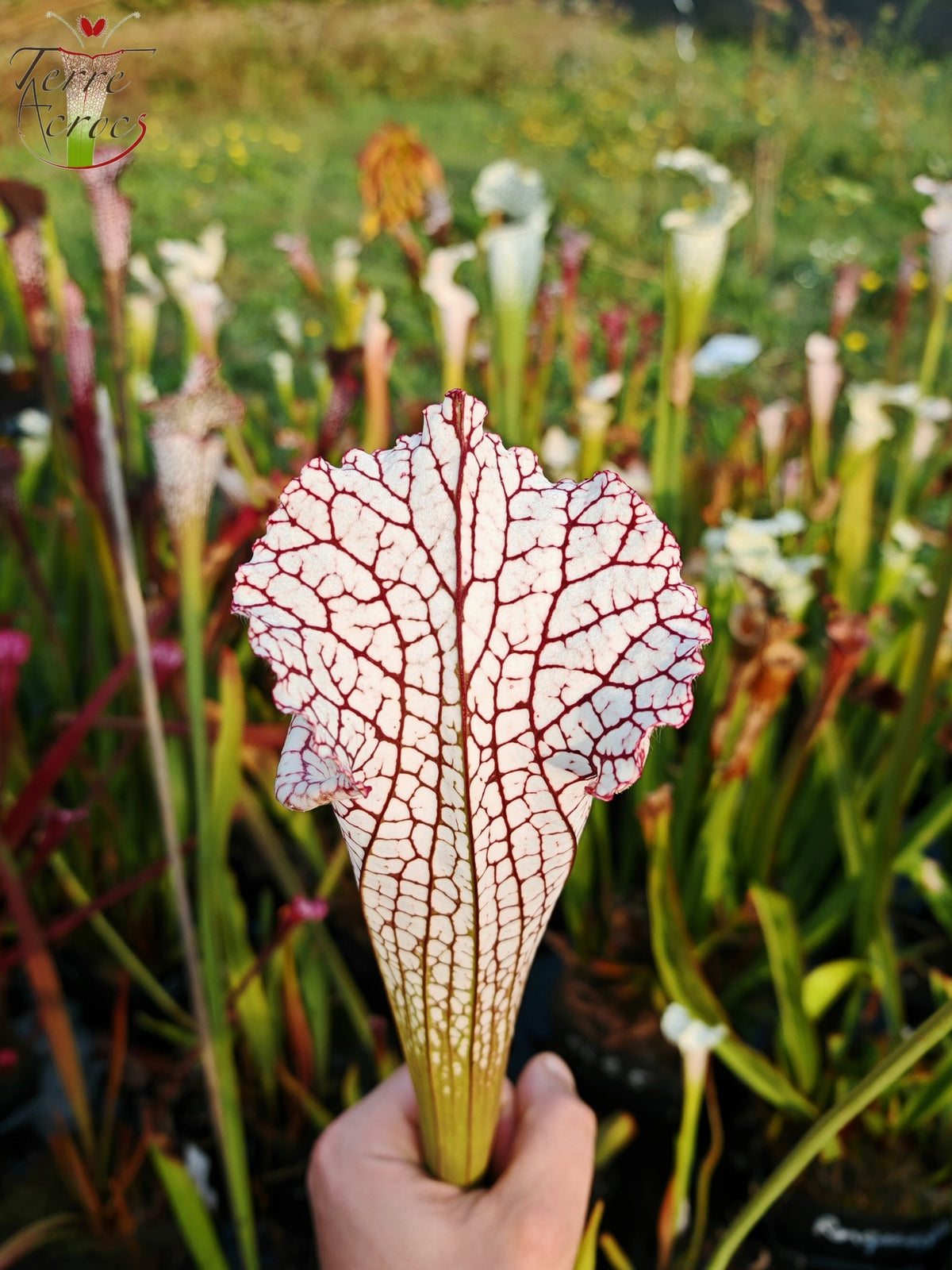 Sarracenia 2025 seeds (SL22 x OP)