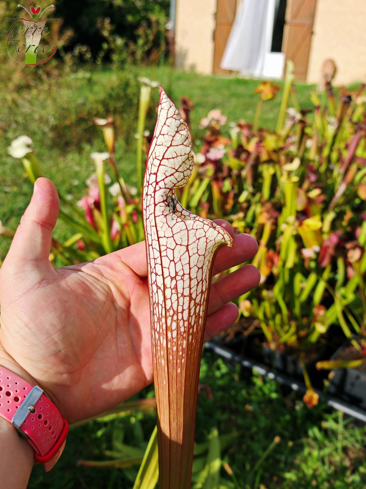 Sarracenia 2025 seeds (SL22 x OP)