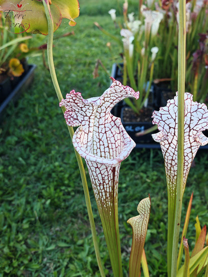 Sarracenia 2025 seeds (SL22 x OP)