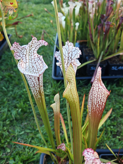 Sarracenia 2025 seeds (SL22 x OP)