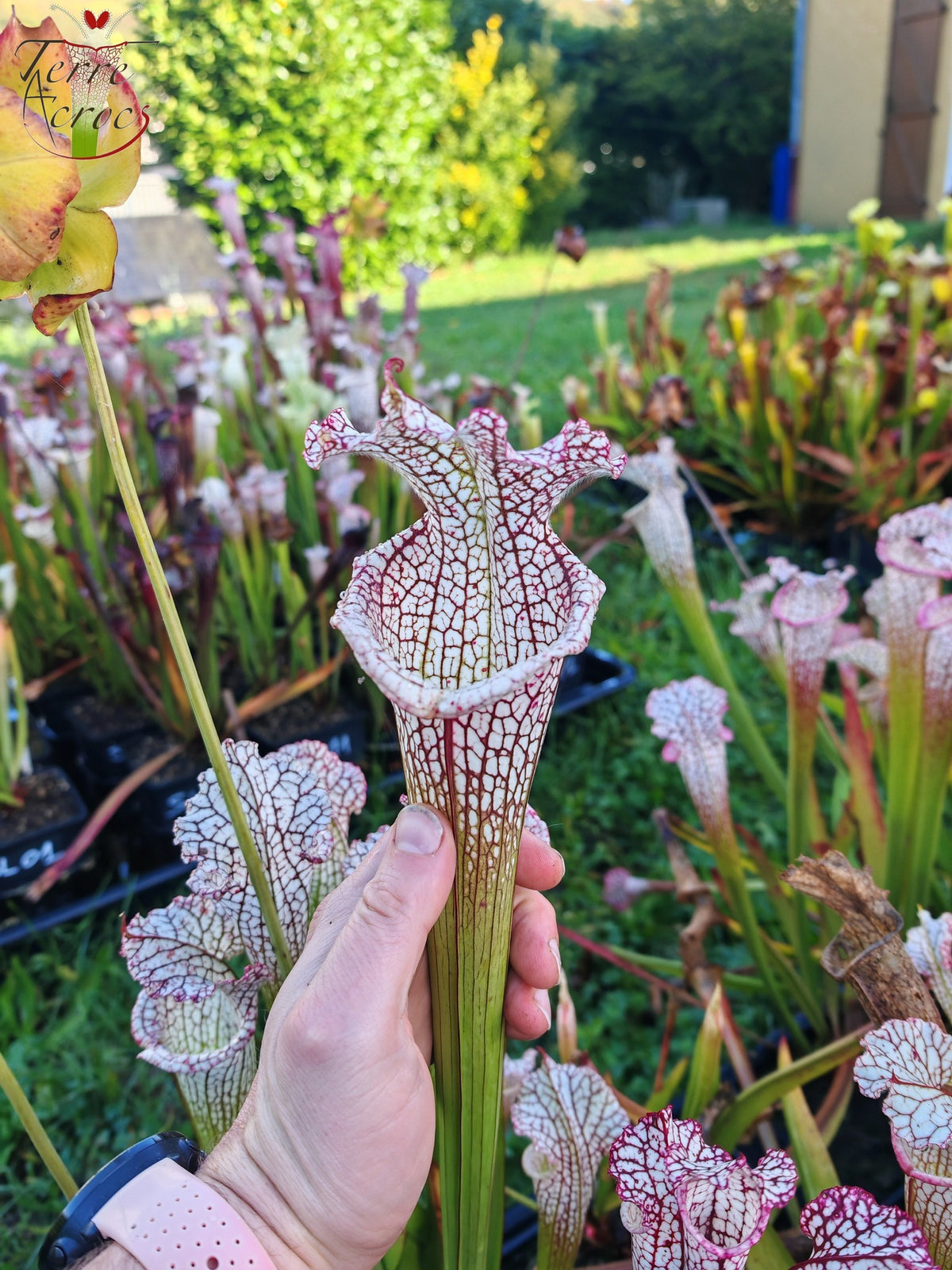 Sarracenia 2025 seeds (SL22 x OP)