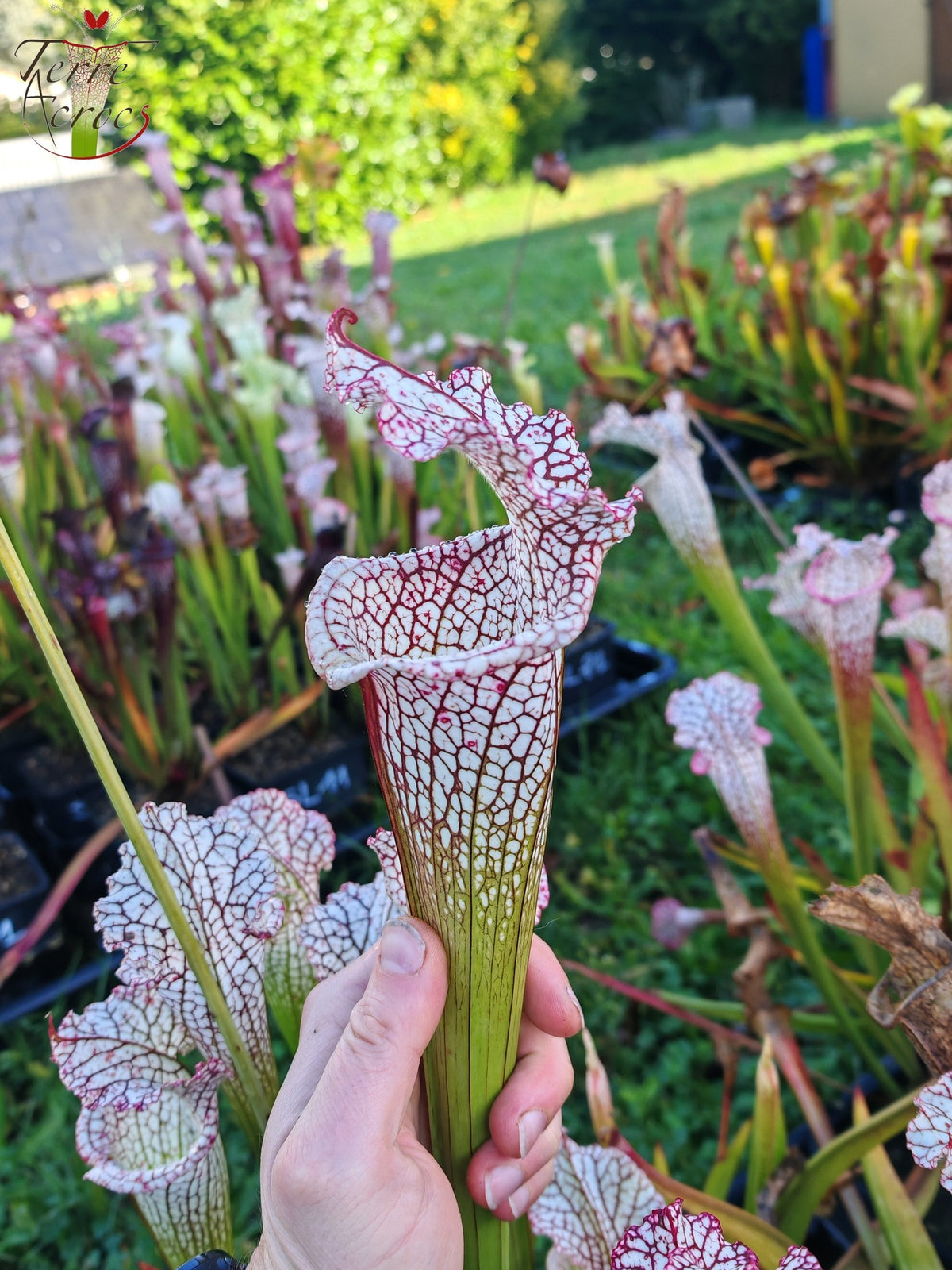 Sarracenia 2025 seeds (SL22 x OP)
