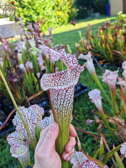 Sarracenia 2025 seeds (SL22 x OP)