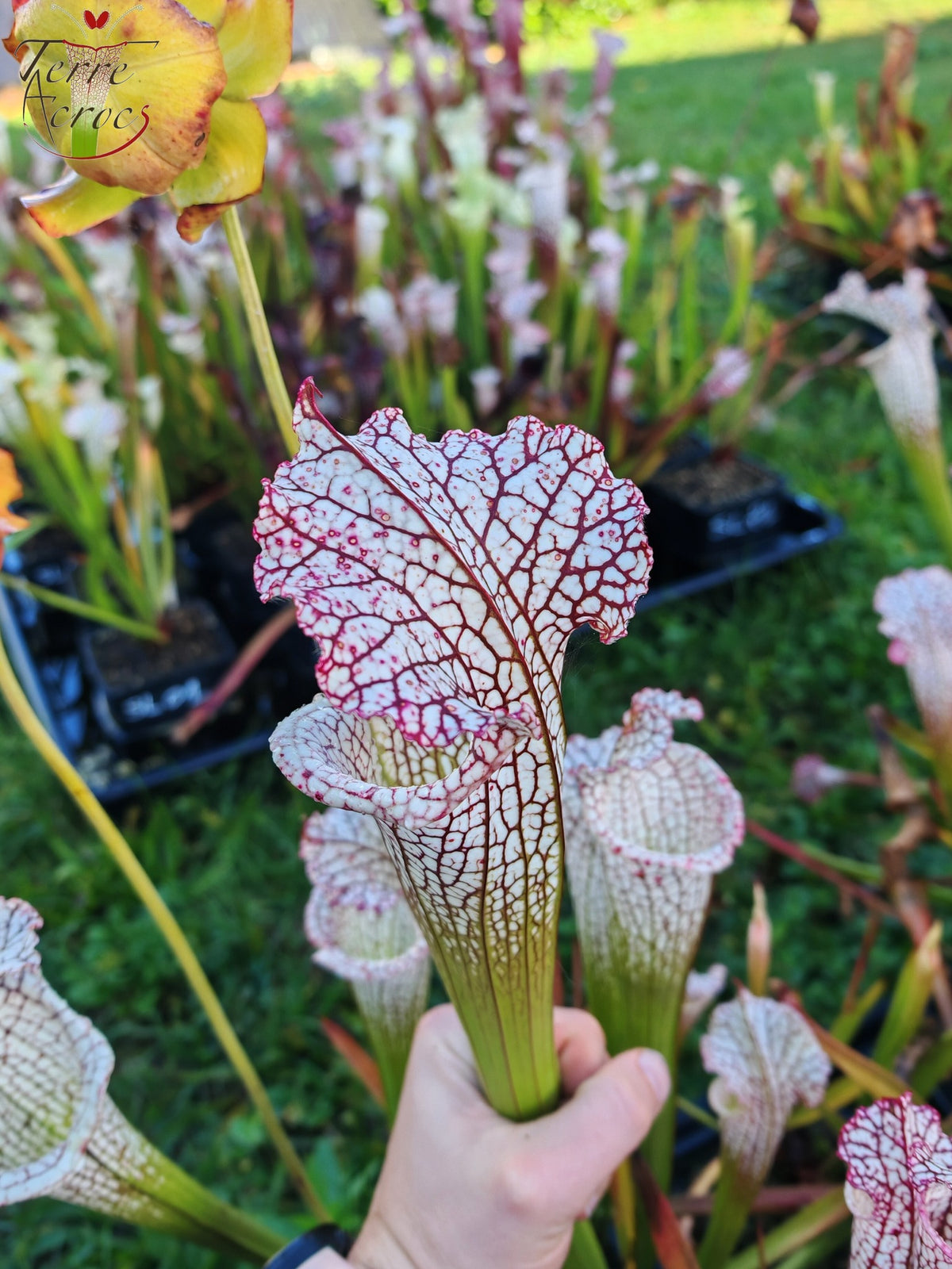 Sarracenia 2025 seeds (SL22 x OP)