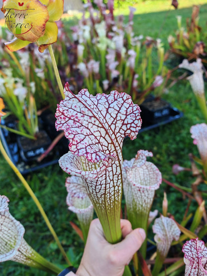 Sarracenia 2025 seeds (SL22 x OP)
