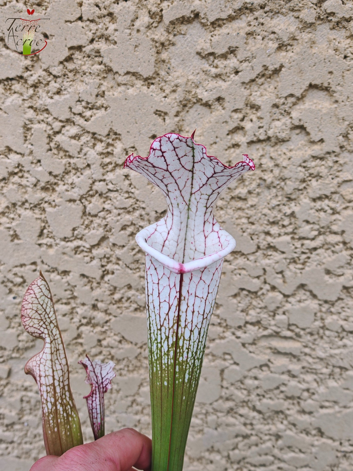SL27 Sarracenia leucophylla -- (L35c, MSrba)