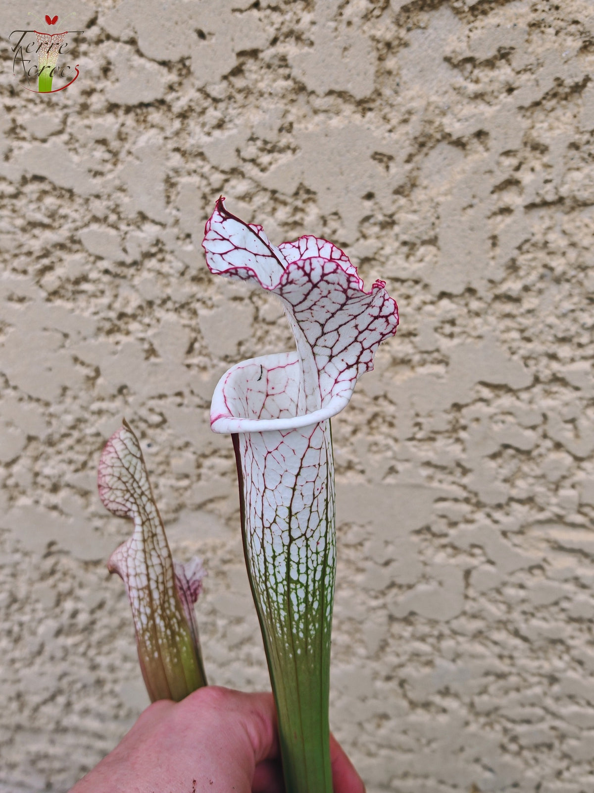 SL27 Sarracenia leucophylla -- (L35c, MSrba)