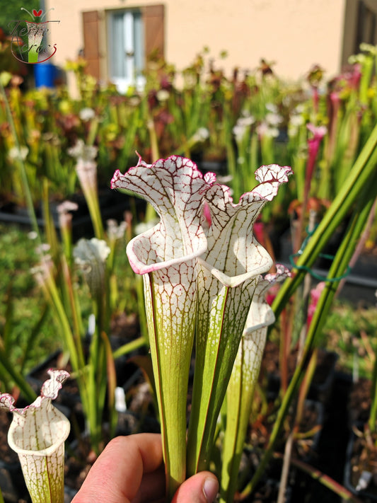 SL27 Sarracenia leucophylla – (L35c, MSrba)