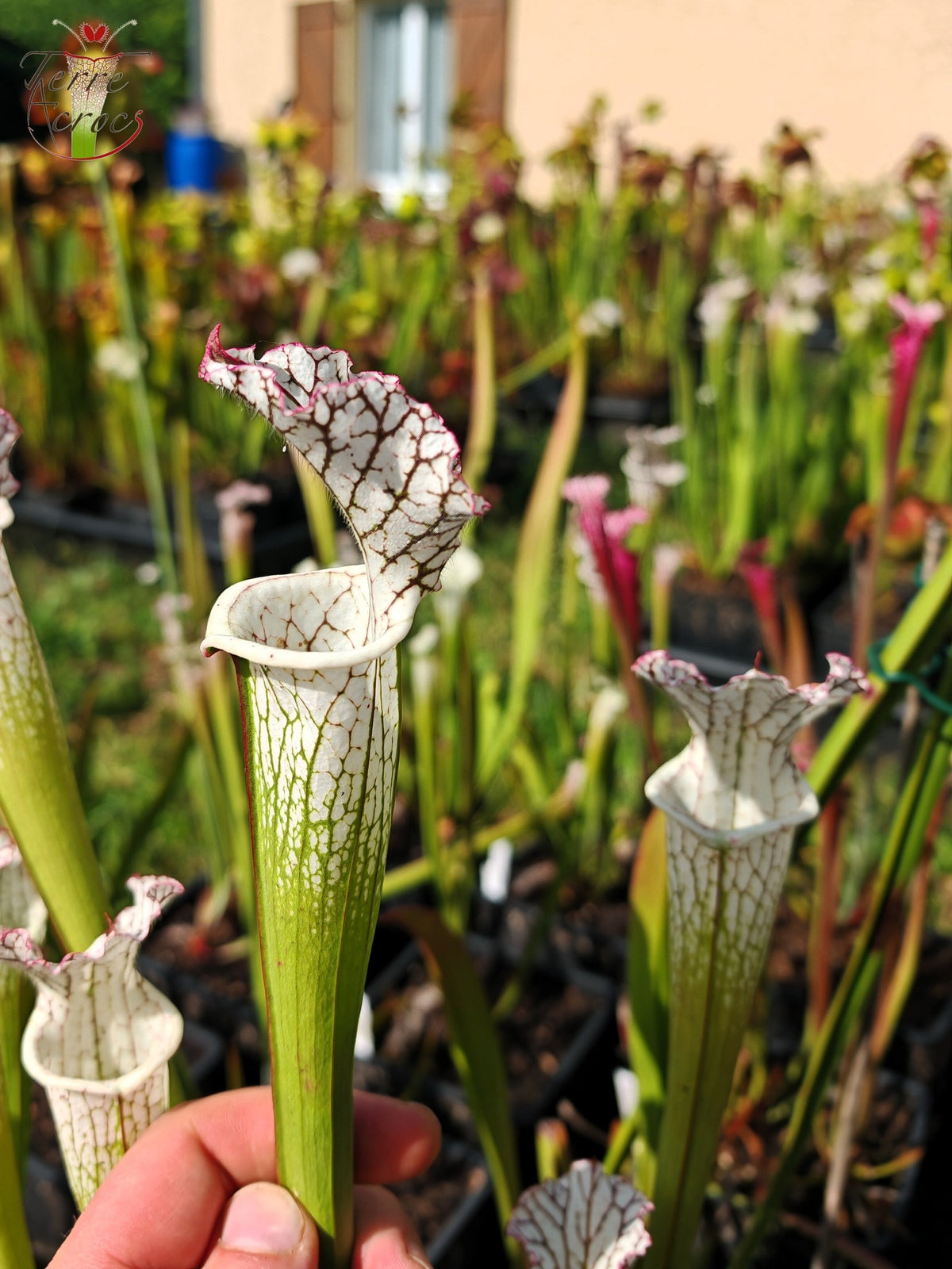SL27 Sarracenia leucophylla -- (L35c, MSrba)