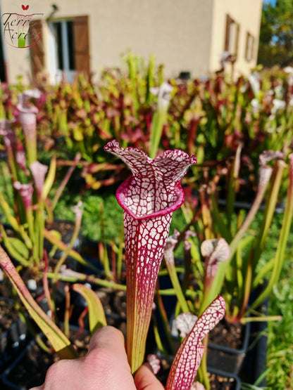SL35 Sarracenia leucophylla – Hot Pink Selections 1, Botanik (L48a, MK)