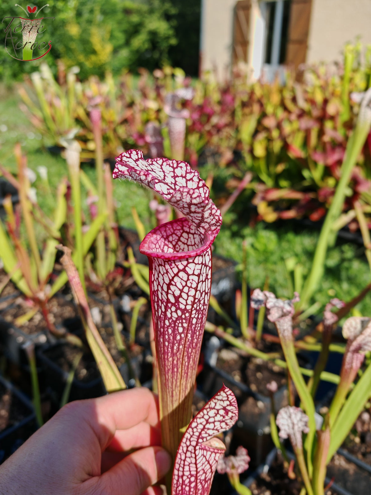 SL35 Sarracenia leucophylla – Hot Pink Selections 1, Botanik (L48a, MK)